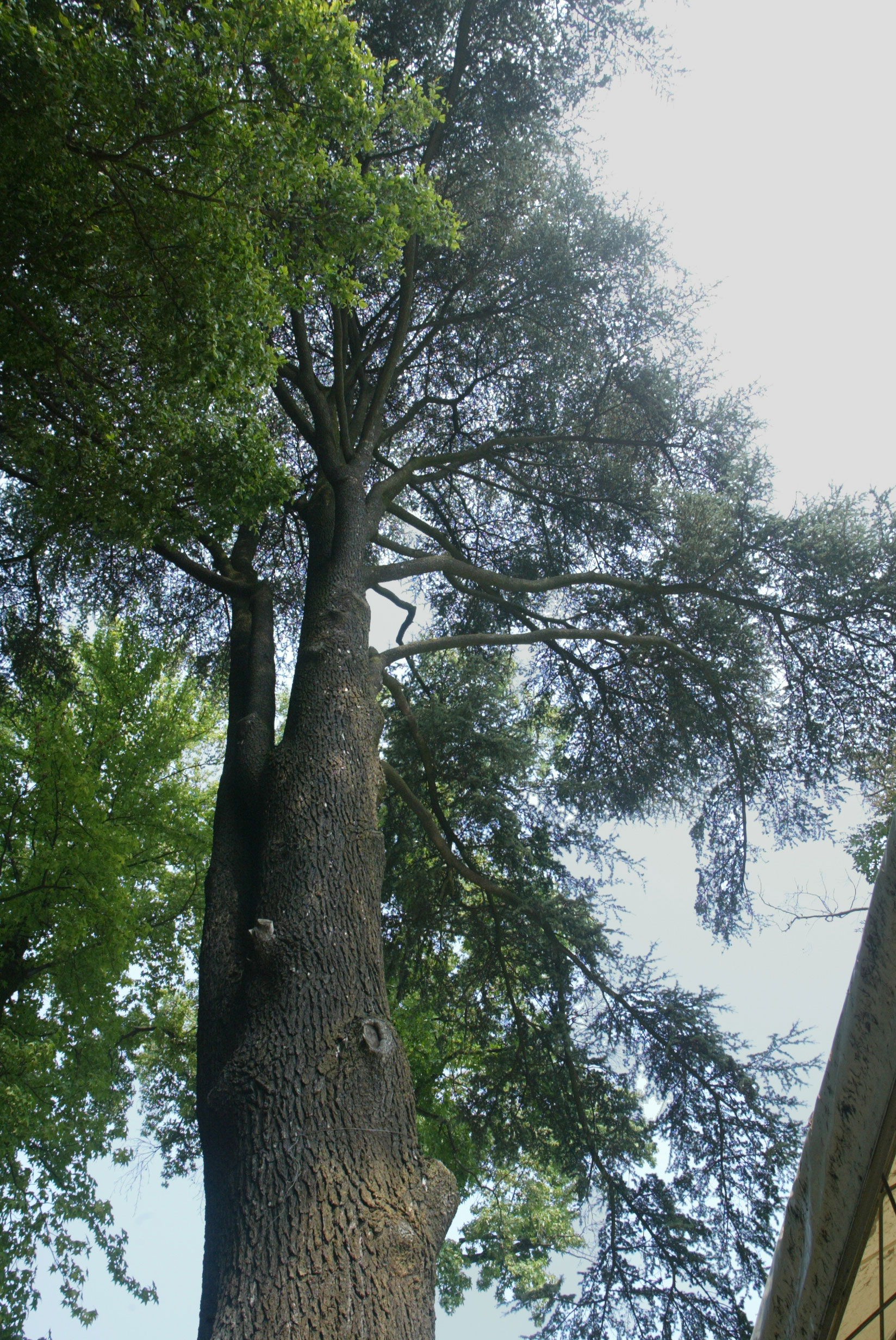 Le specie arboree del Parco