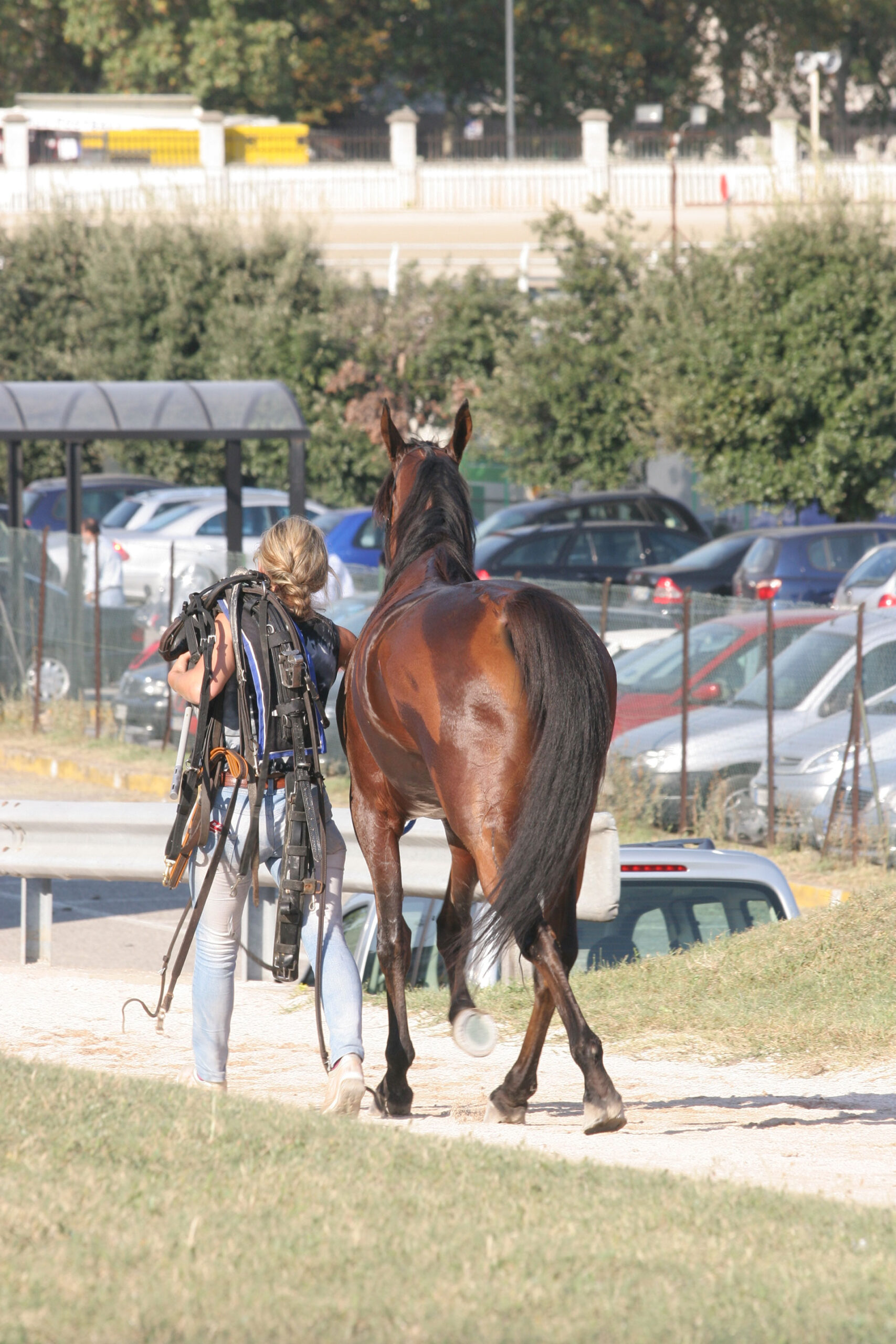 HARNESS RACES