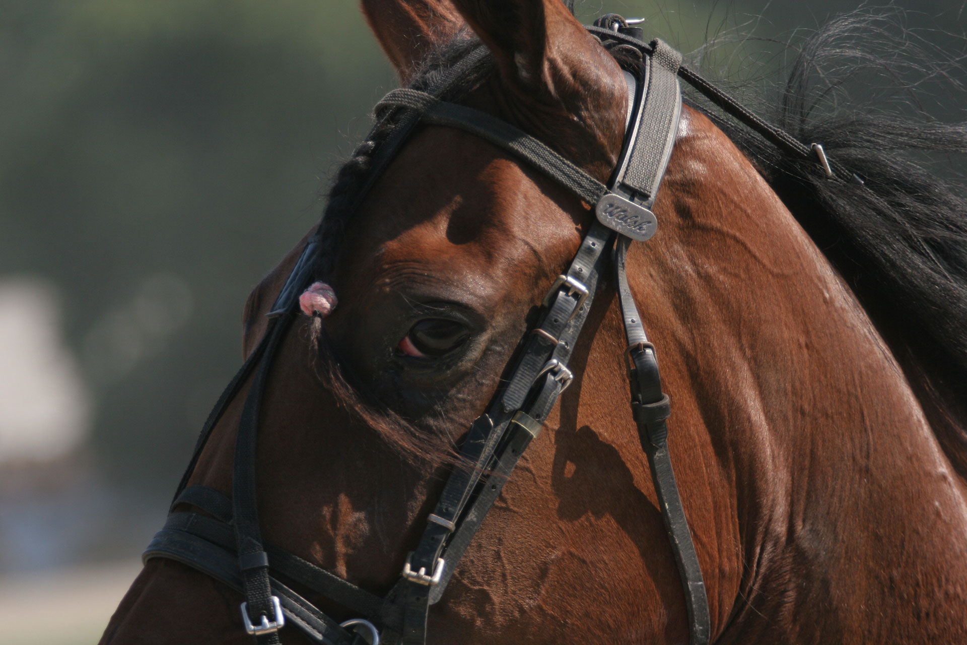 HARNESS RACES